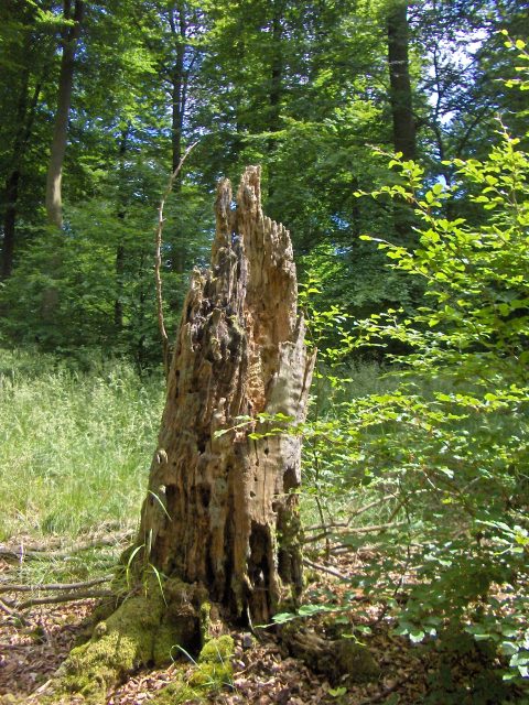 Terre et Bois Les arbres qui m'inspirent