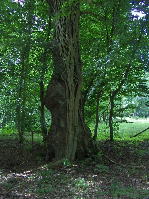 Terre et Bois Les arbres qui m'inspirent