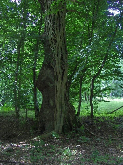 Terre et Bois Les arbres qui m'inspirent