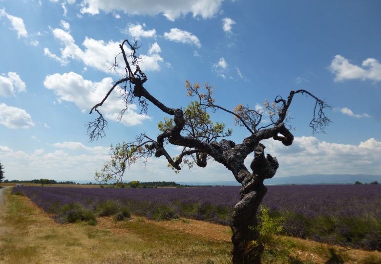 Terre et Bois Les arbres qui m'inspirent