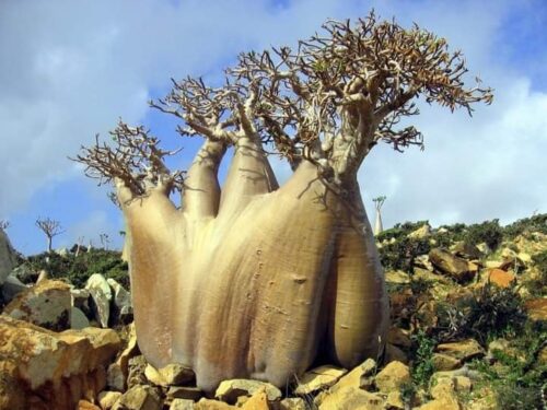 Arbres remarquables